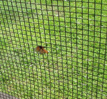 butterfly Hilo zoo